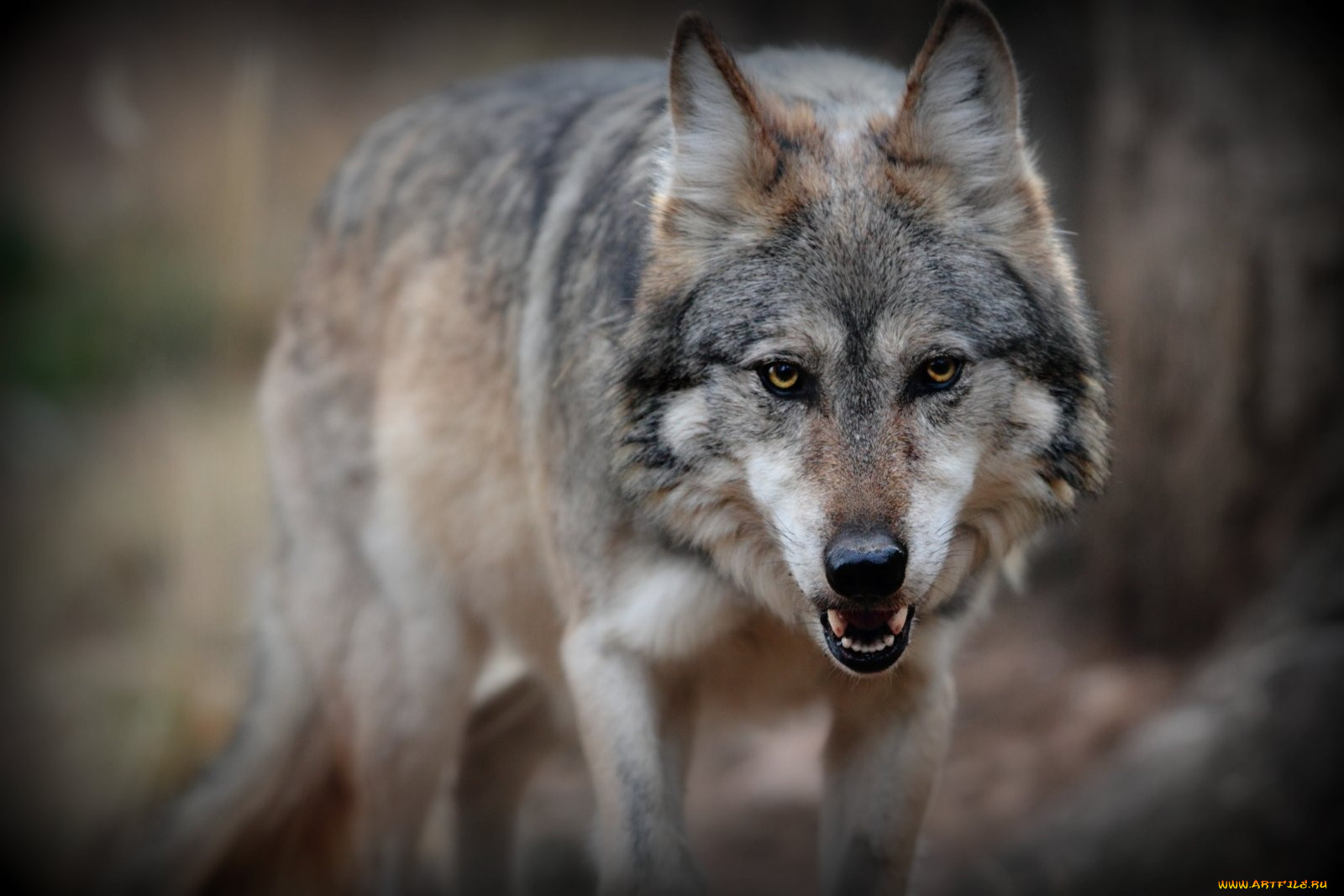 Серый волк хищники